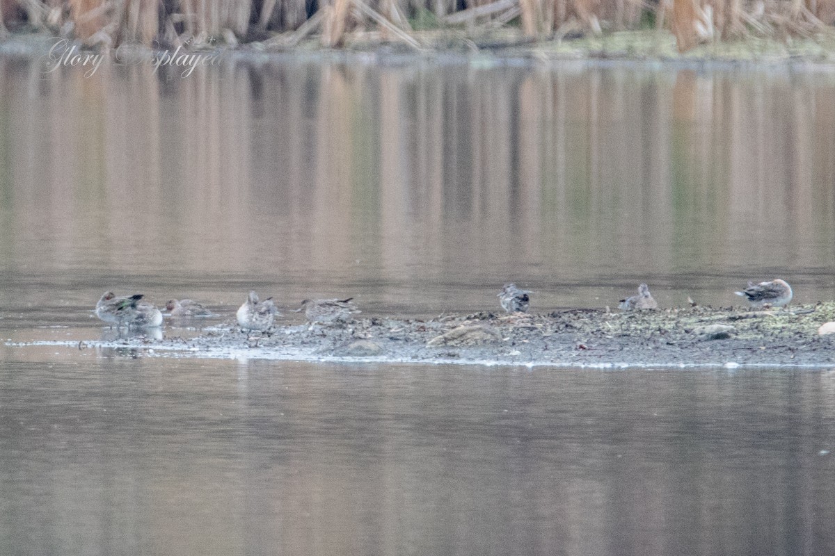 Green-winged Teal - ML384802321