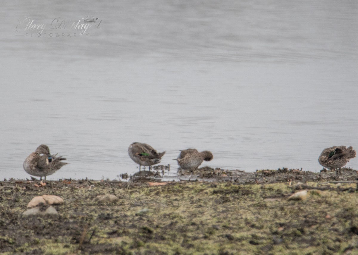 Green-winged Teal - ML384802331