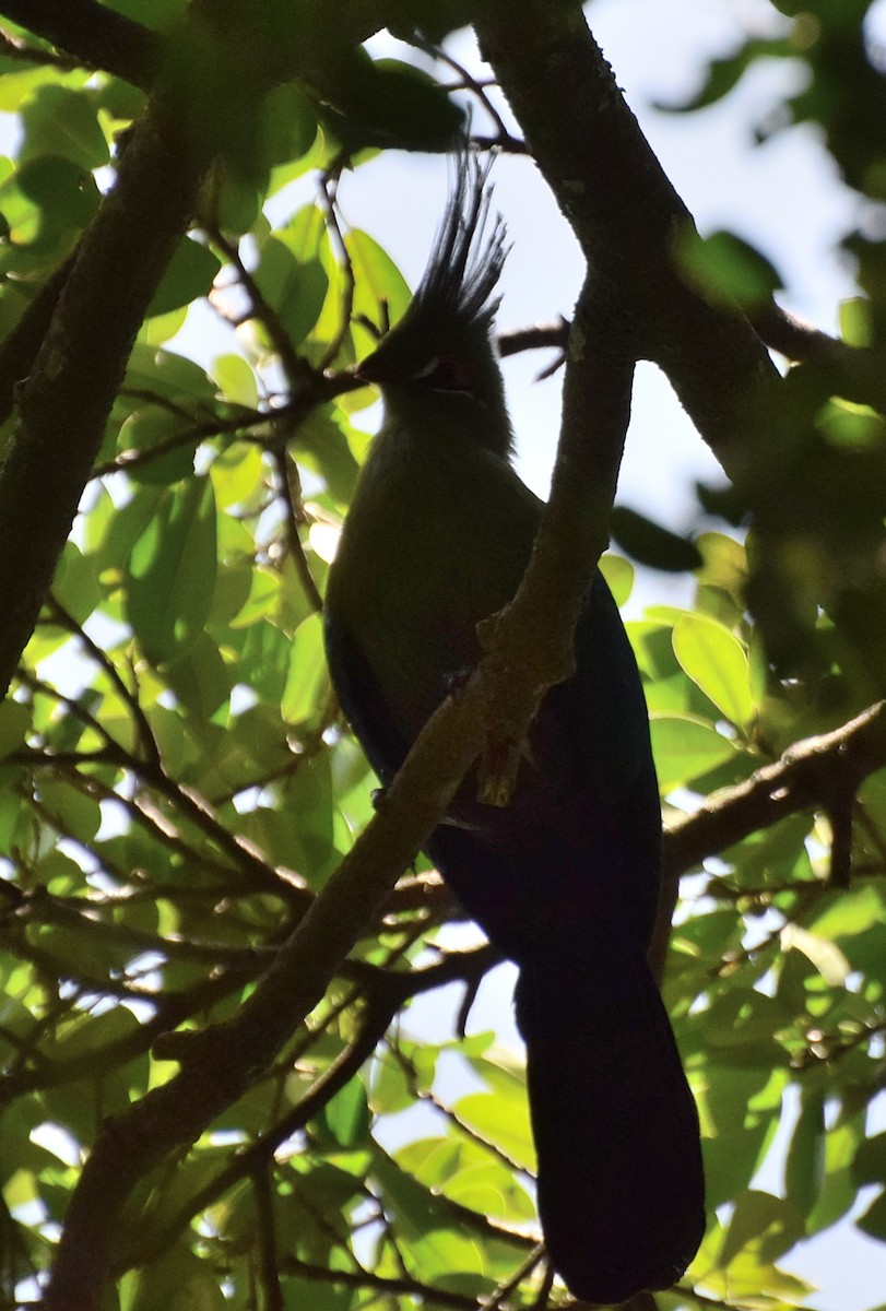 Schalow's Turaco - ML384803991