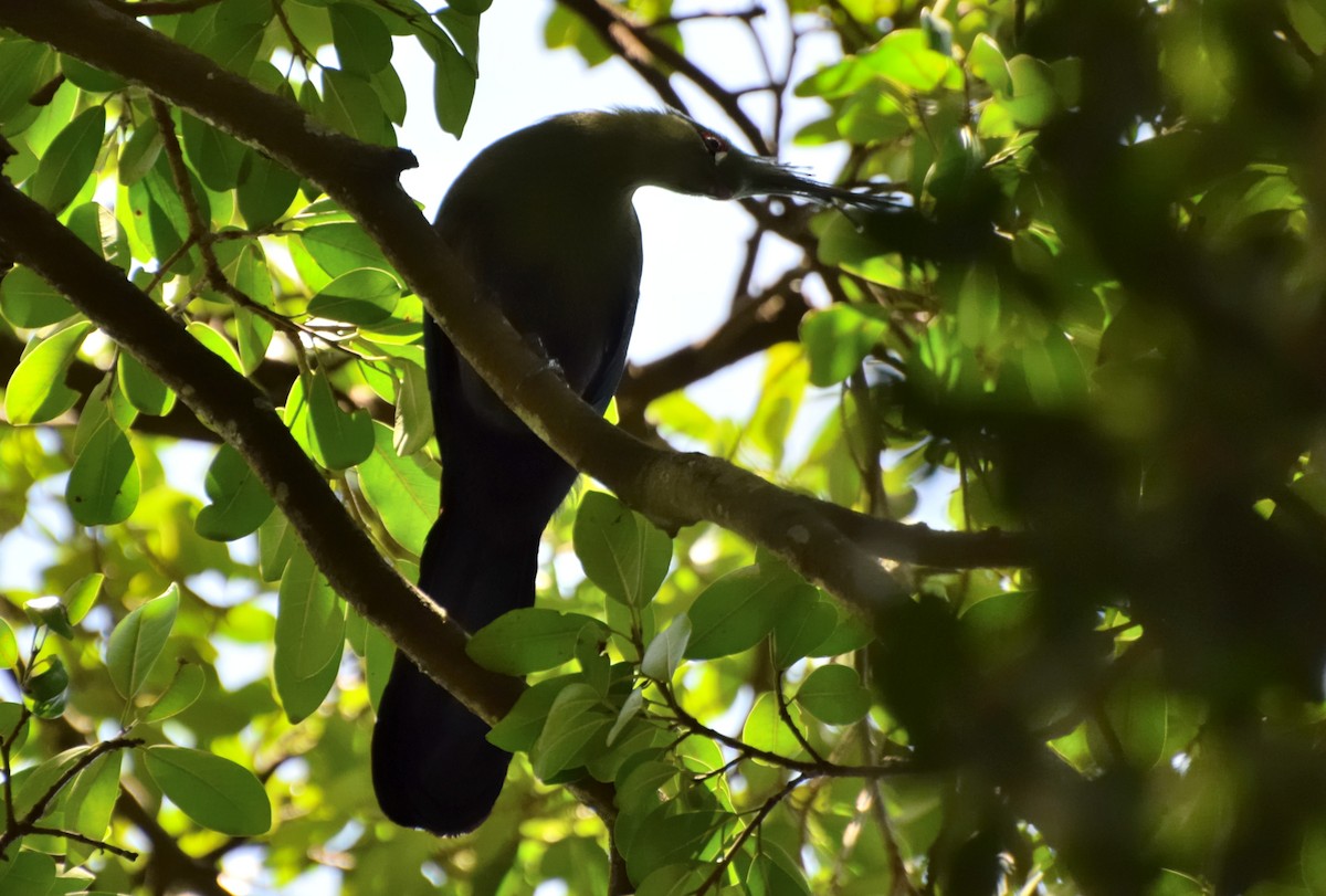 Schalow's Turaco - ML384804011