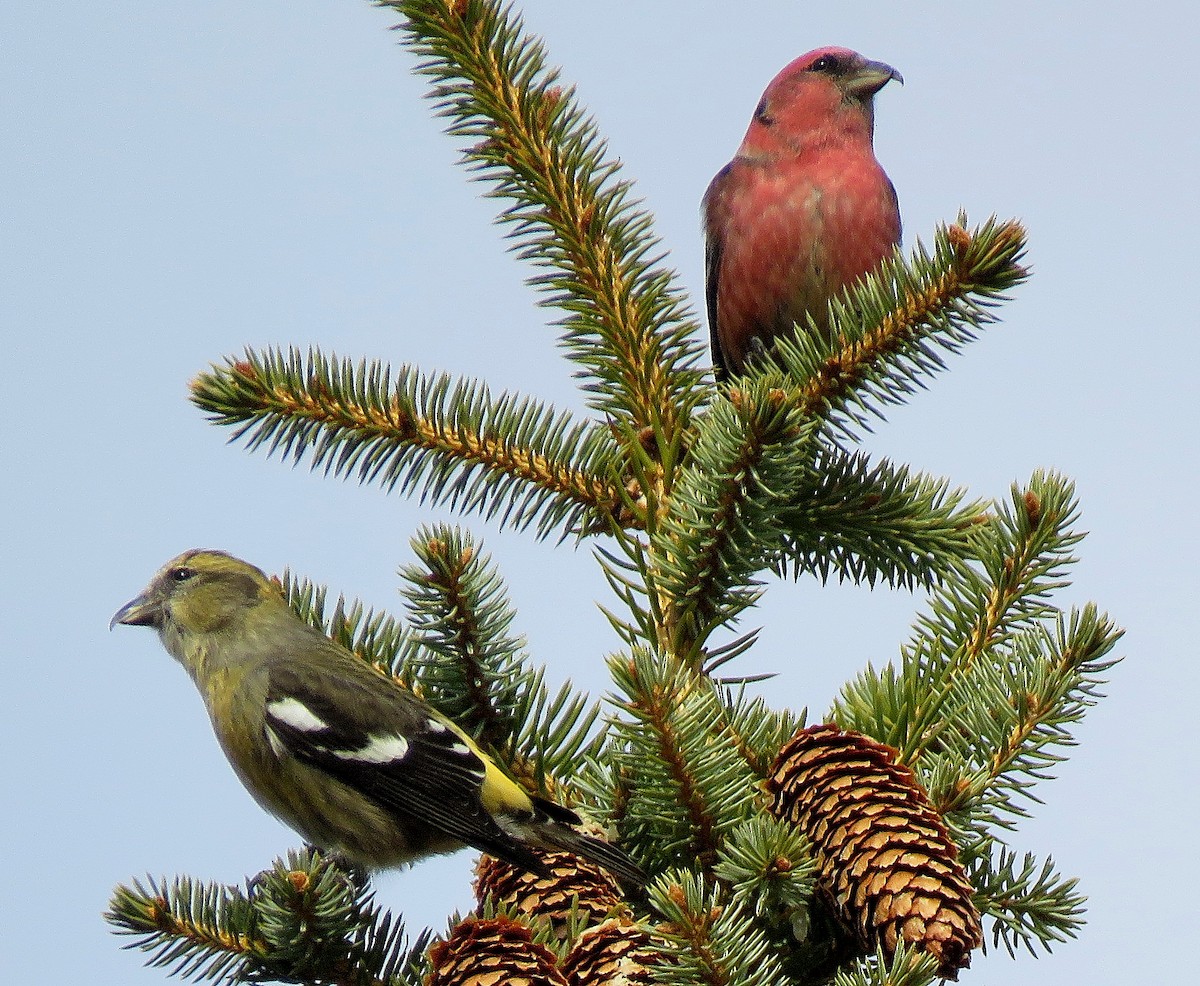 White-winged Crossbill - ML384805091