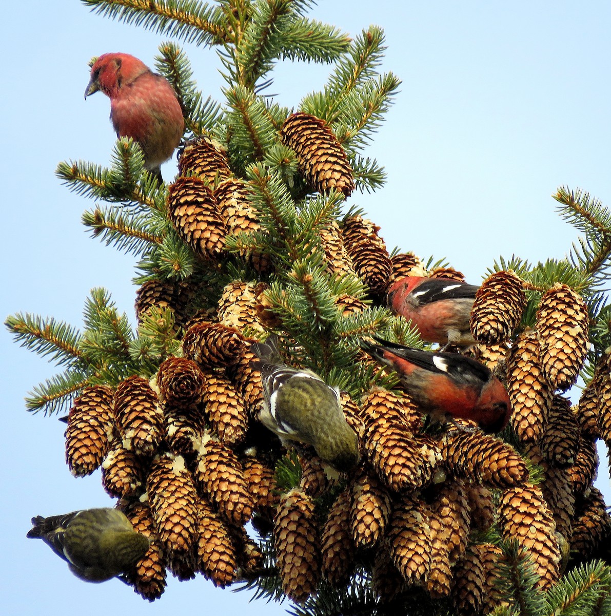 White-winged Crossbill - ML384805291