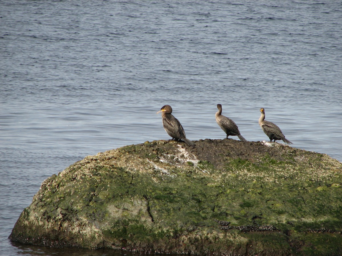 Great Cormorant - Meeting Place Group