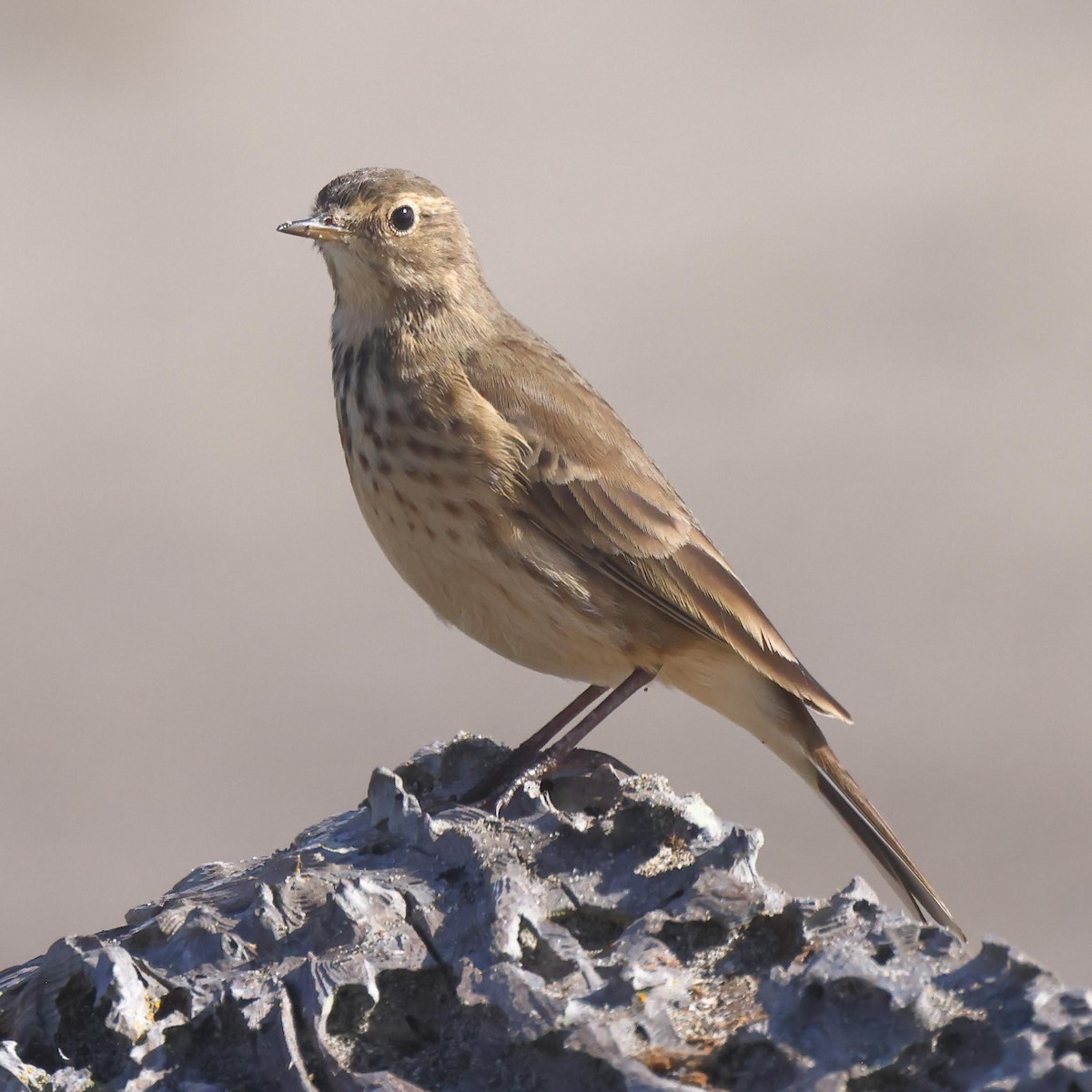 Pipit d'Amérique - ML384806181