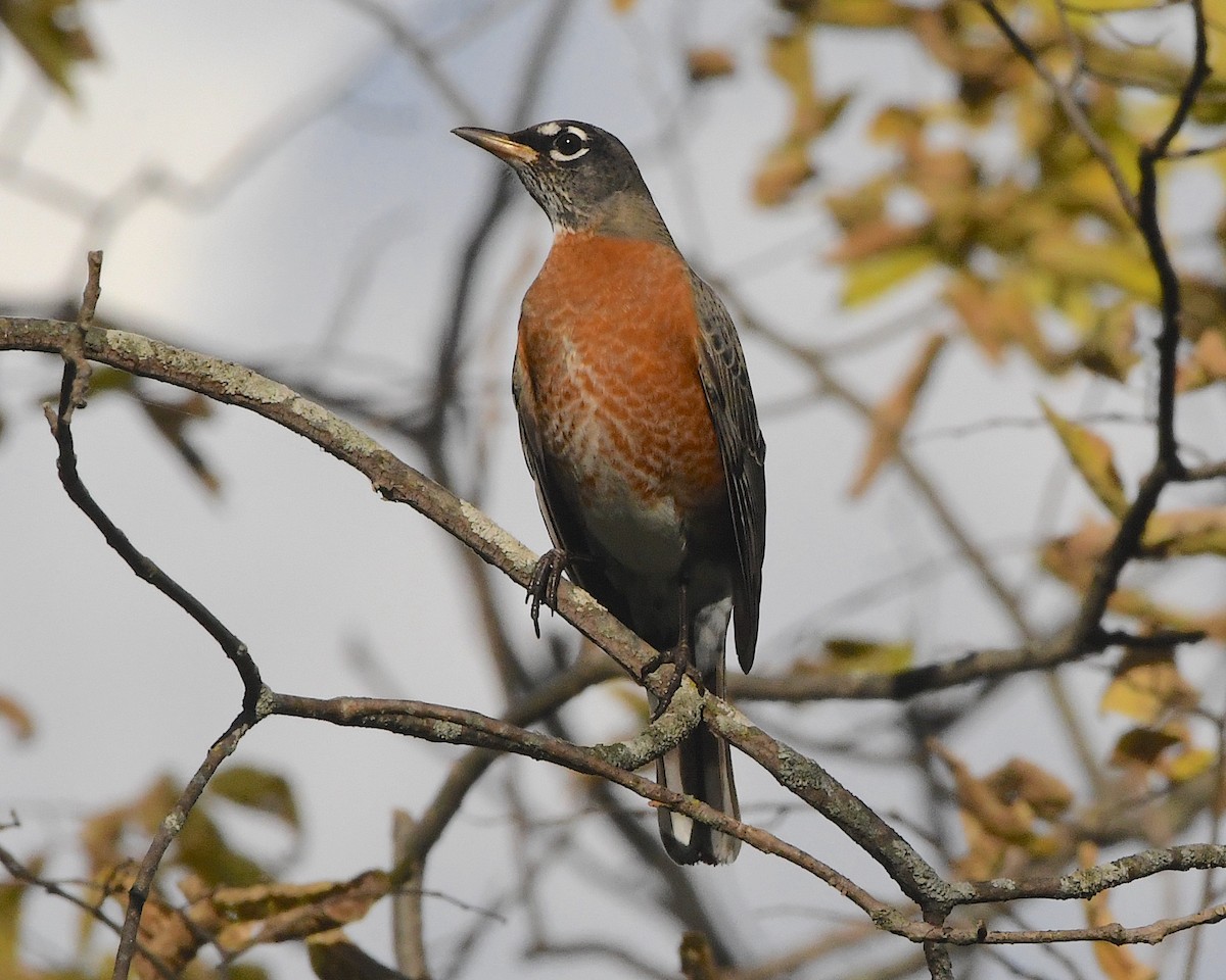 American Robin - ML384806471