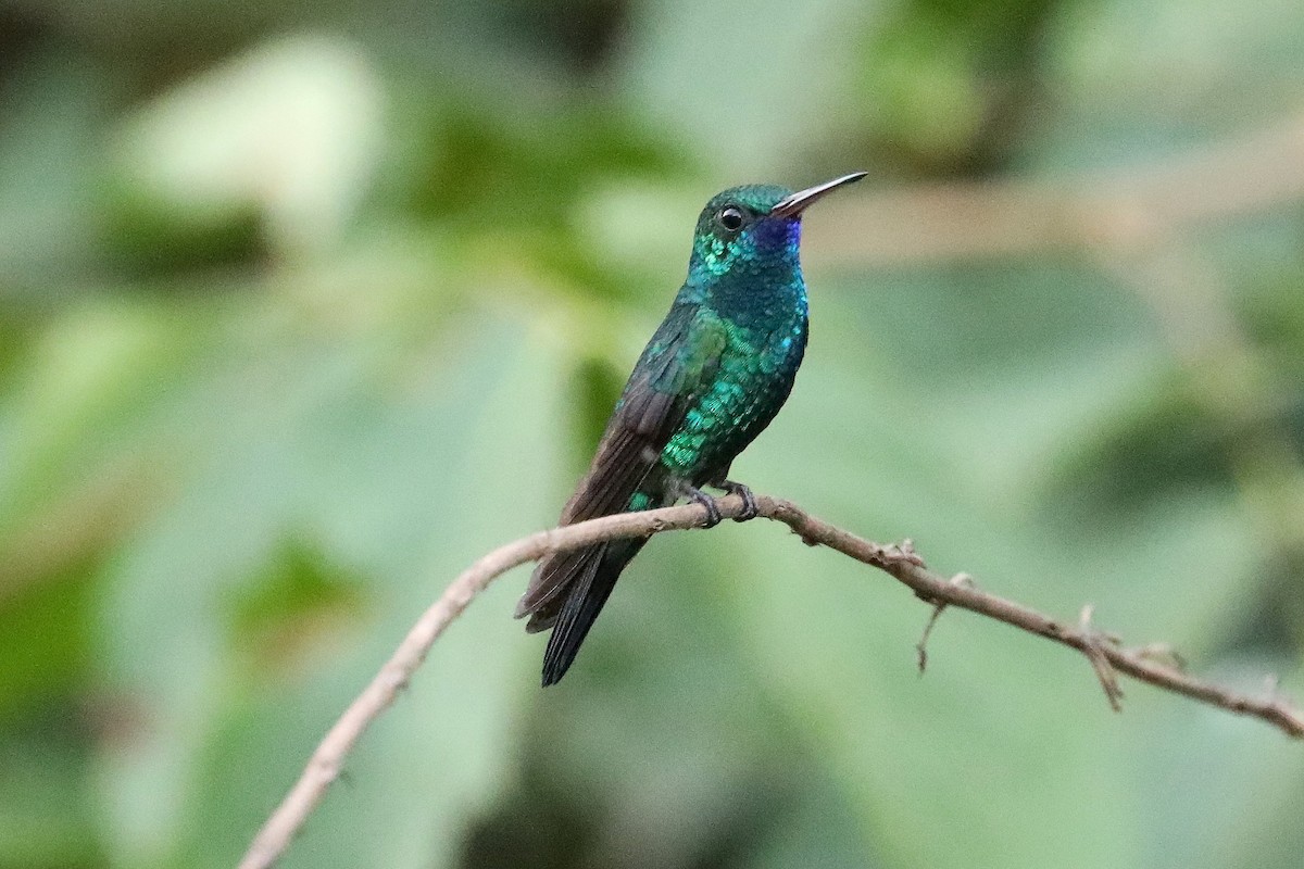 Blue-chinned Sapphire - Stephen Gast