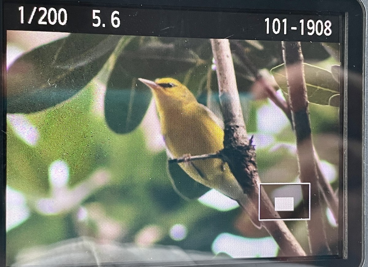 Blue-winged Warbler - ML384806701
