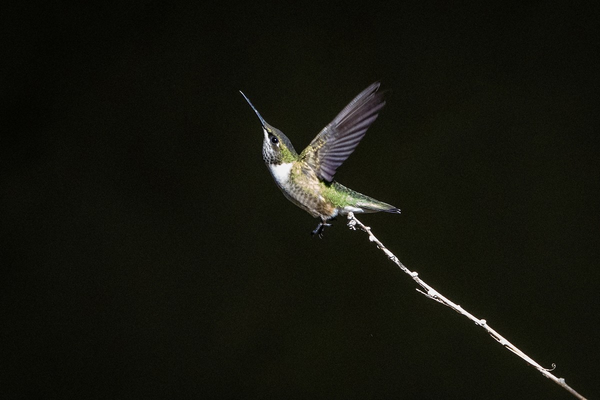 Ruby-throated Hummingbird - ML384806861