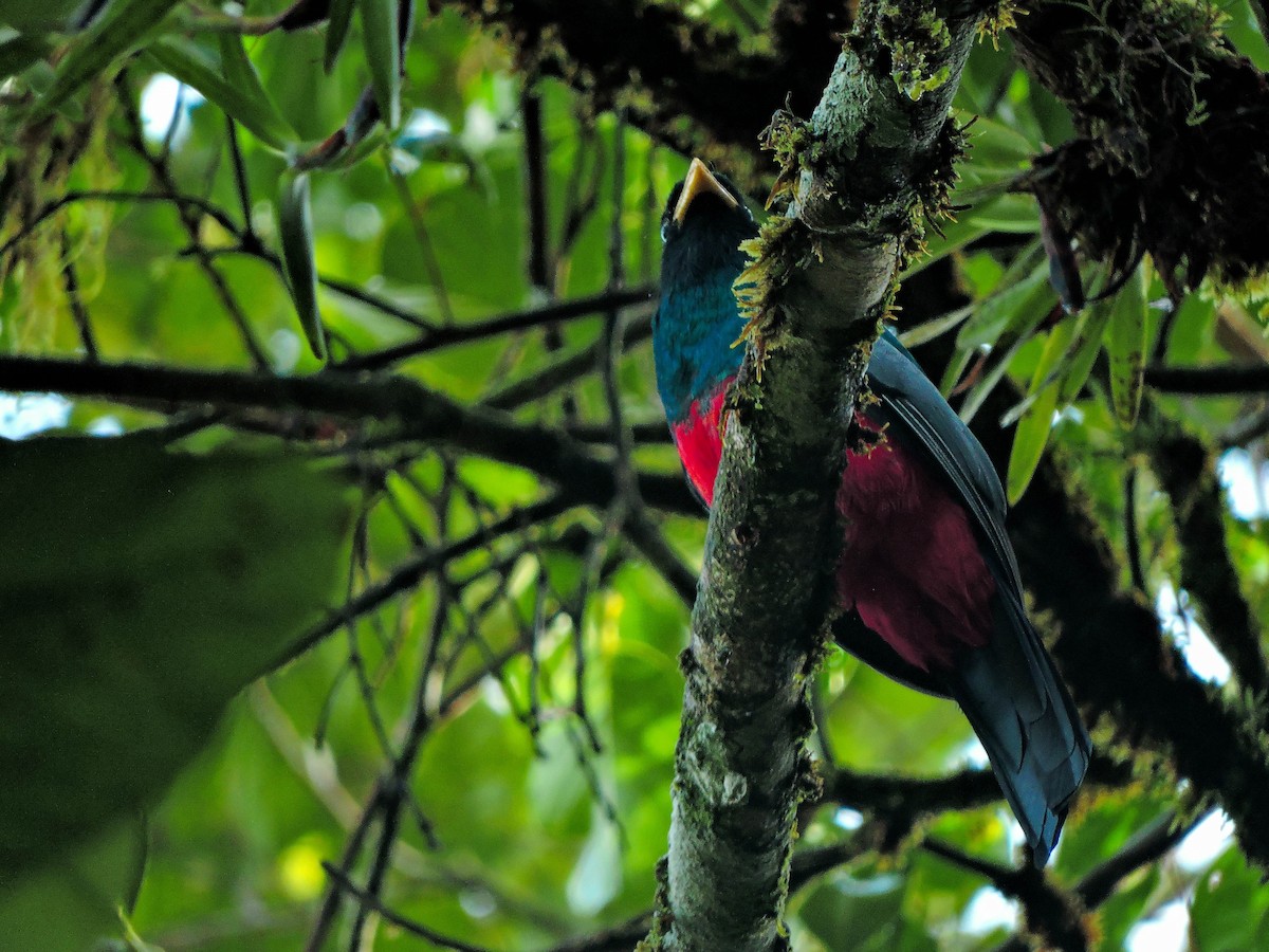 Blue-tailed Trogon - ML384807581