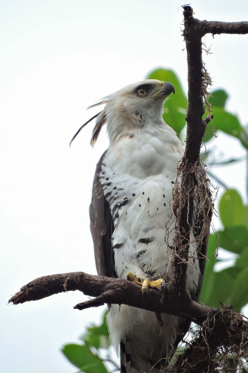 Ornate Hawk-Eagle - ML384807811