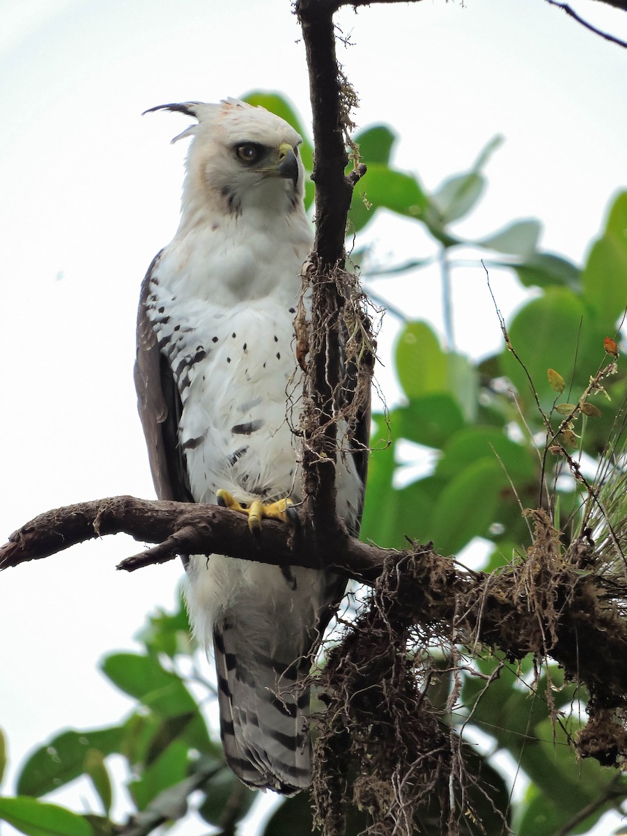 Ornate Hawk-Eagle - ML384807841