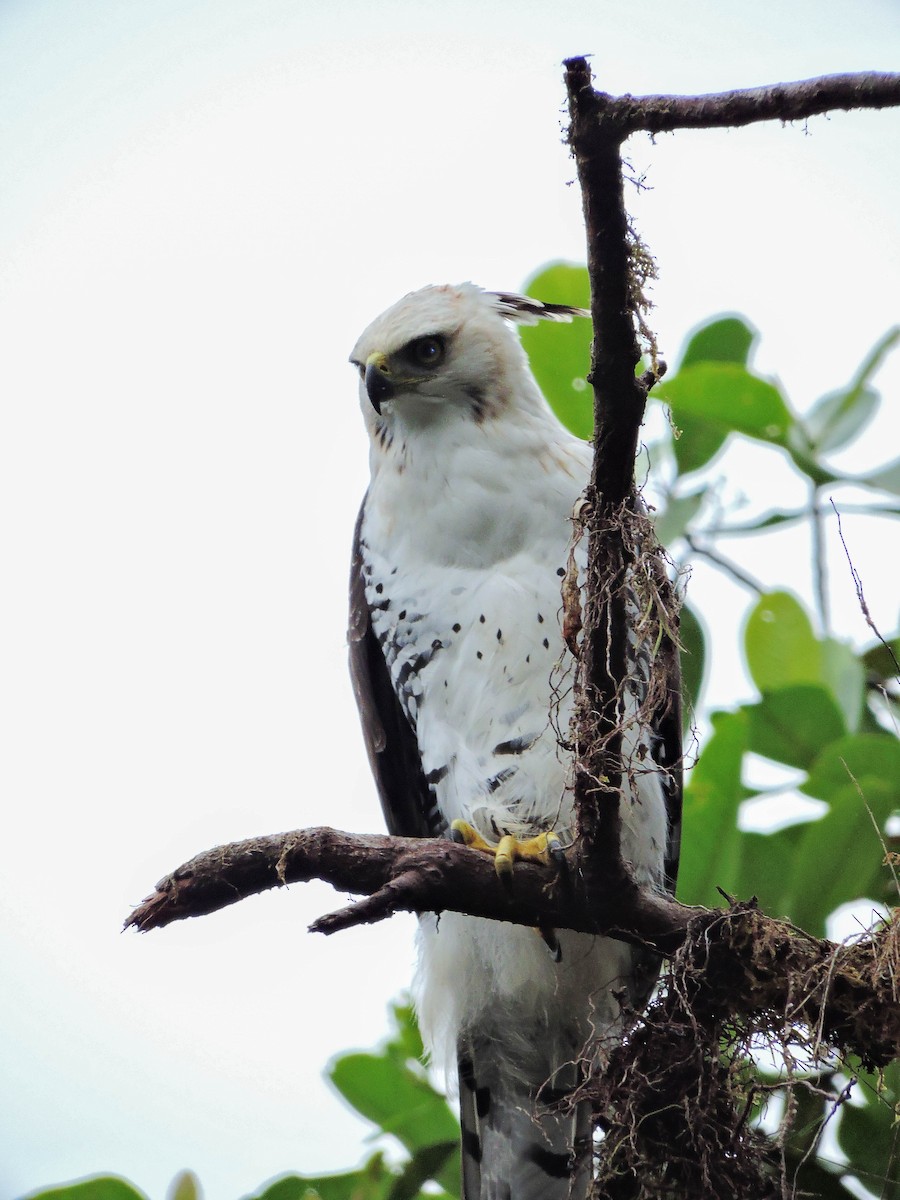 Ornate Hawk-Eagle - ML384807851