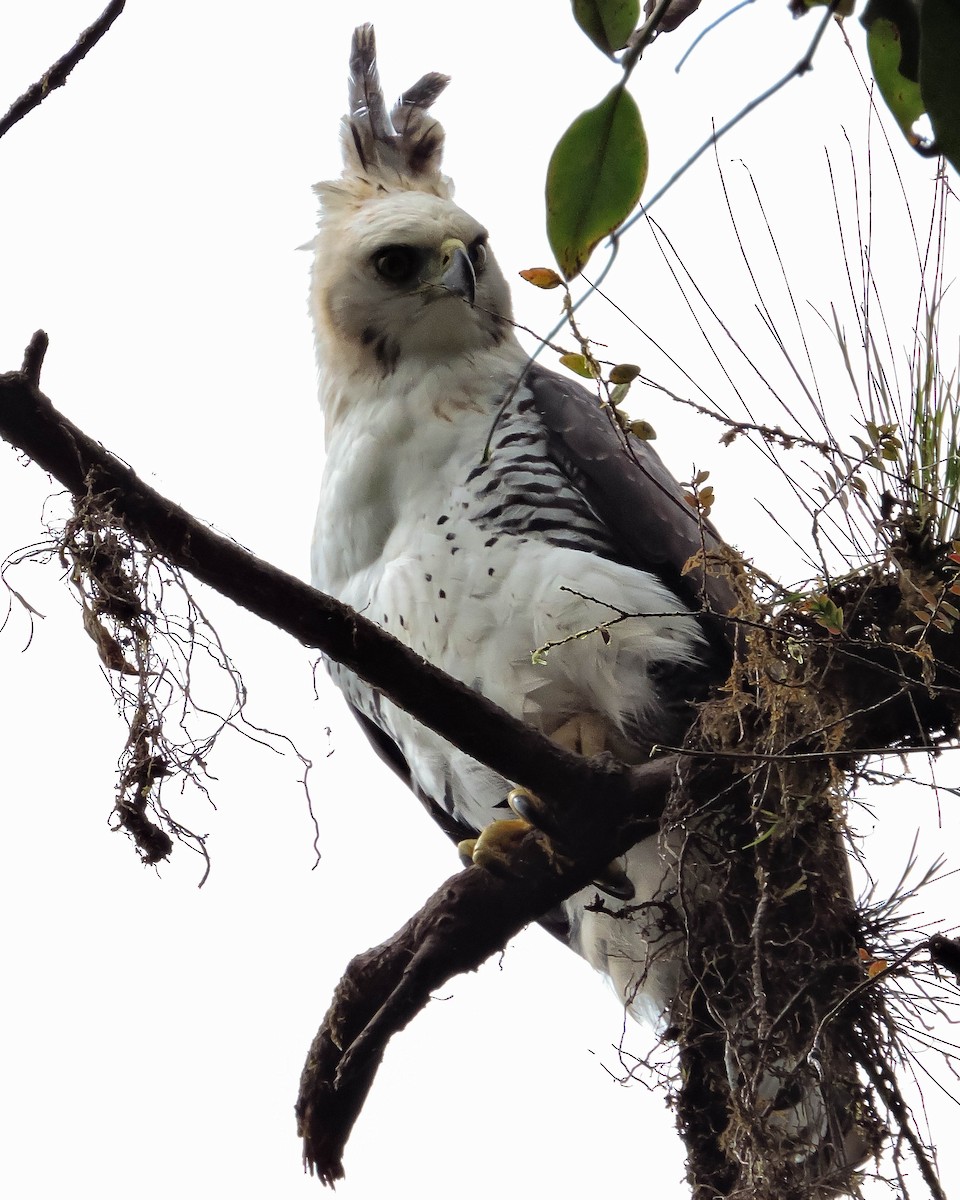 Ornate Hawk-Eagle - ML384807861