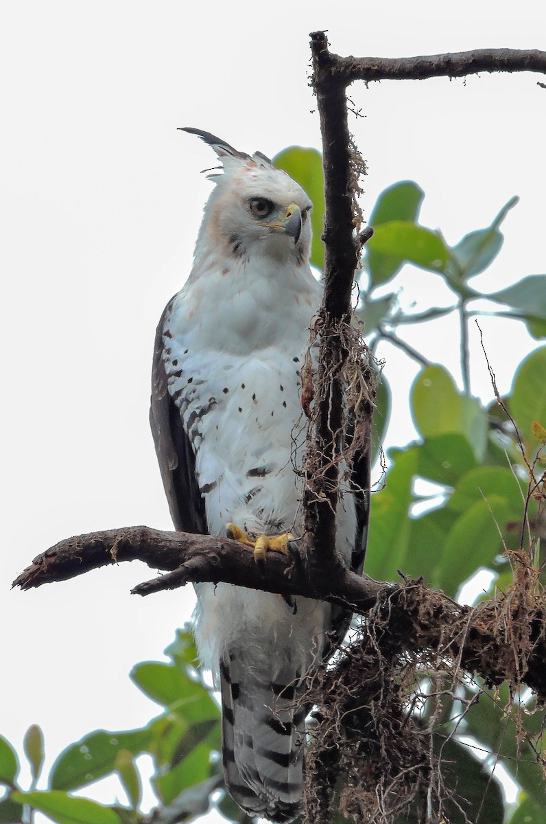 Ornate Hawk-Eagle - ML384807871