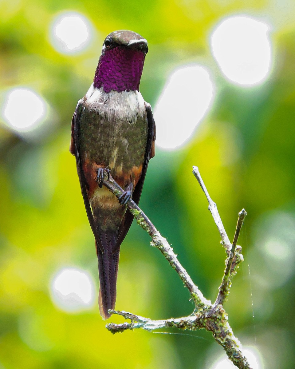 Purple-throated Woodstar - ML384808671