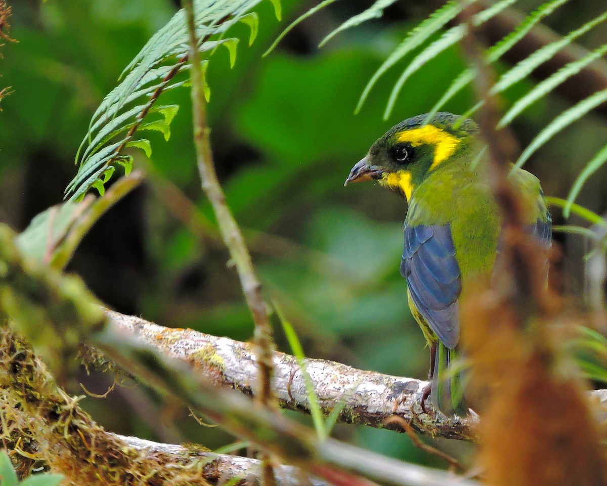 Gold-ringed Tanager - ML384809021