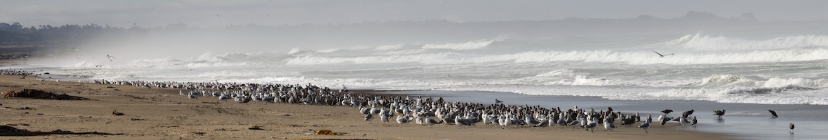 Heermann's Gull - ML384809481