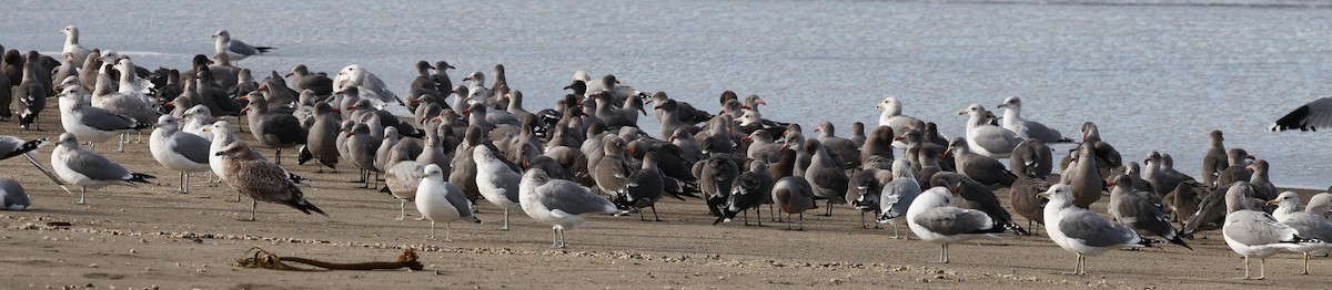 Heermann's Gull - ML384809501