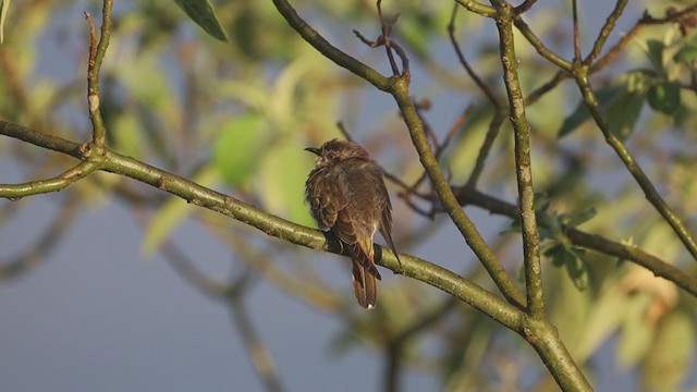 Horsfield's Bronze-Cuckoo - ML384810441