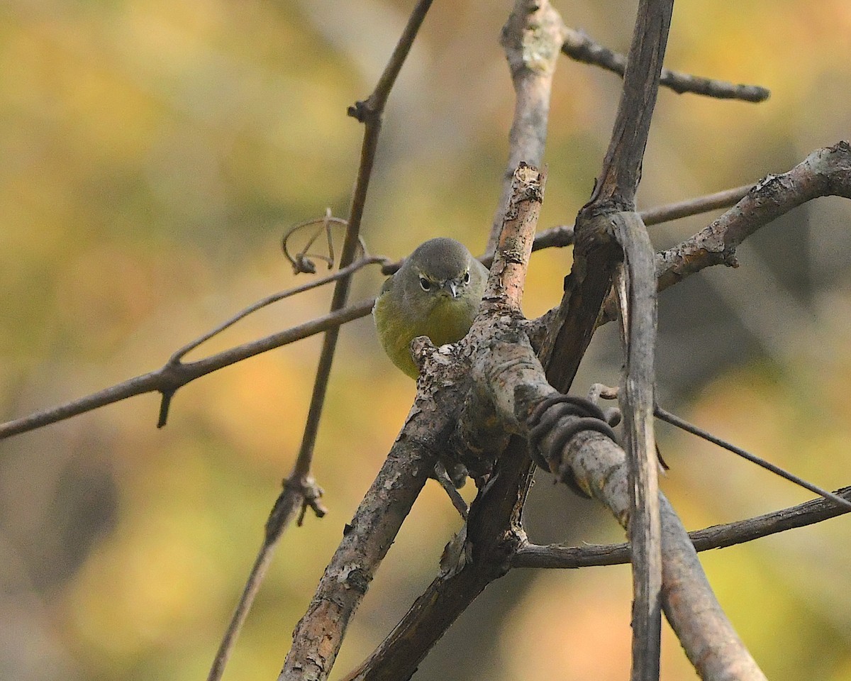 Orange-crowned Warbler - ML384810951