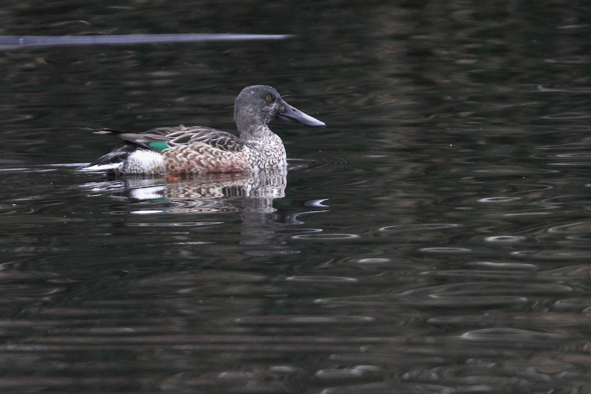 Canard souchet - ML384811201