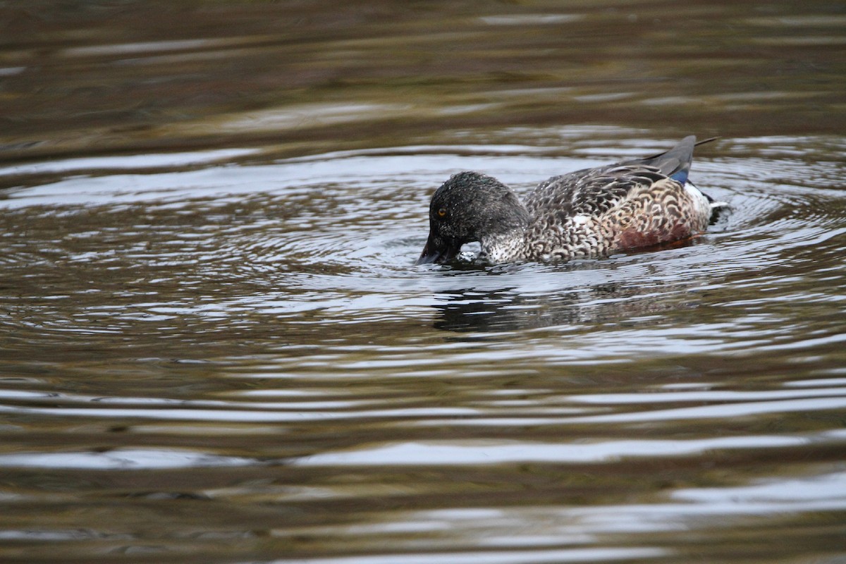 Northern Shoveler - ML384811211