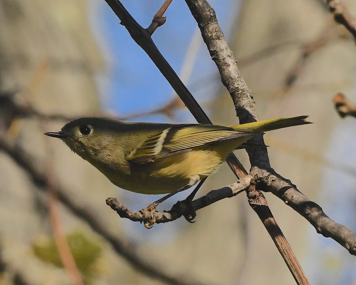 Ruby-crowned Kinglet - ML384811281