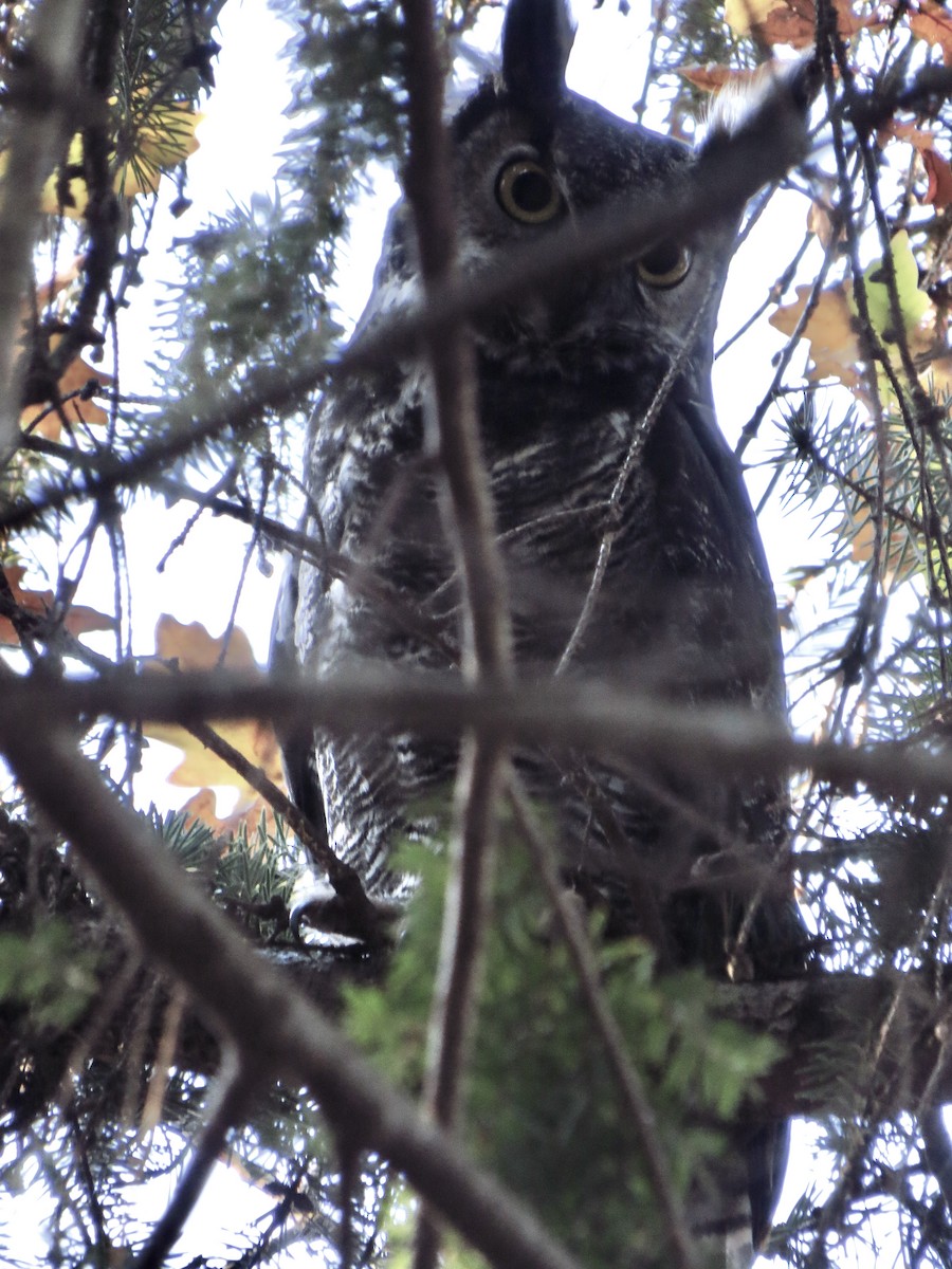 Great Horned Owl - Chris Dale