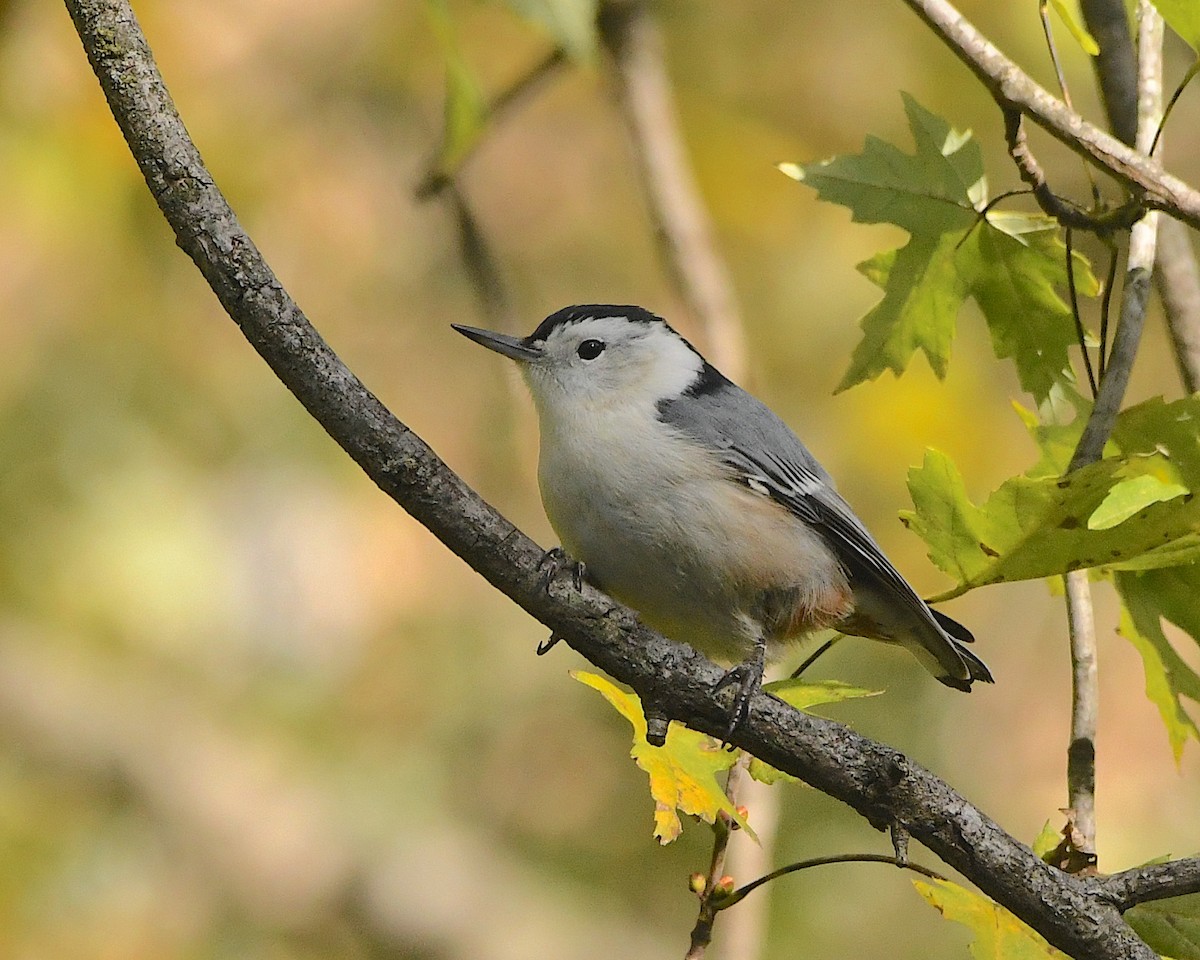 White-breasted Nuthatch (Eastern) - ML384811591