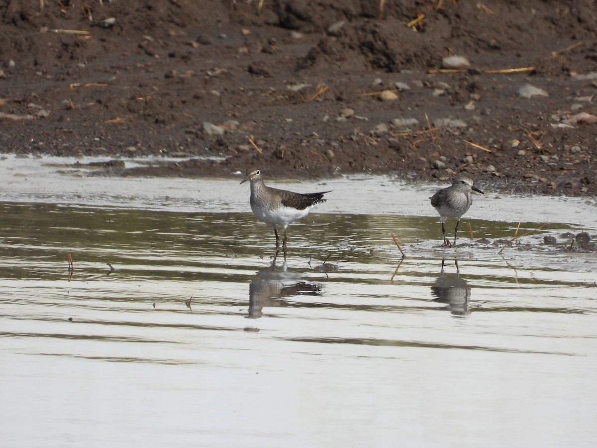 Solitary Sandpiper - ML384811891