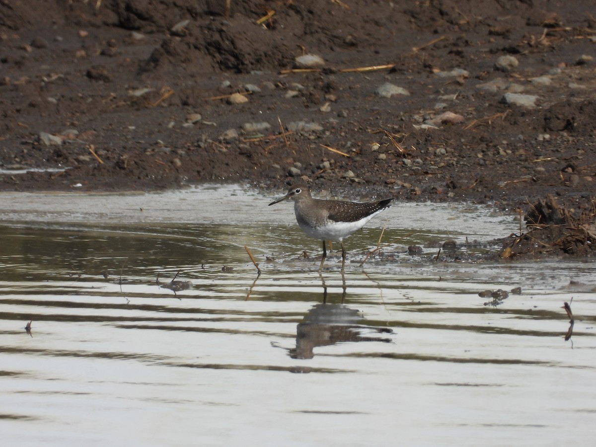 Solitary Sandpiper - ML384812051