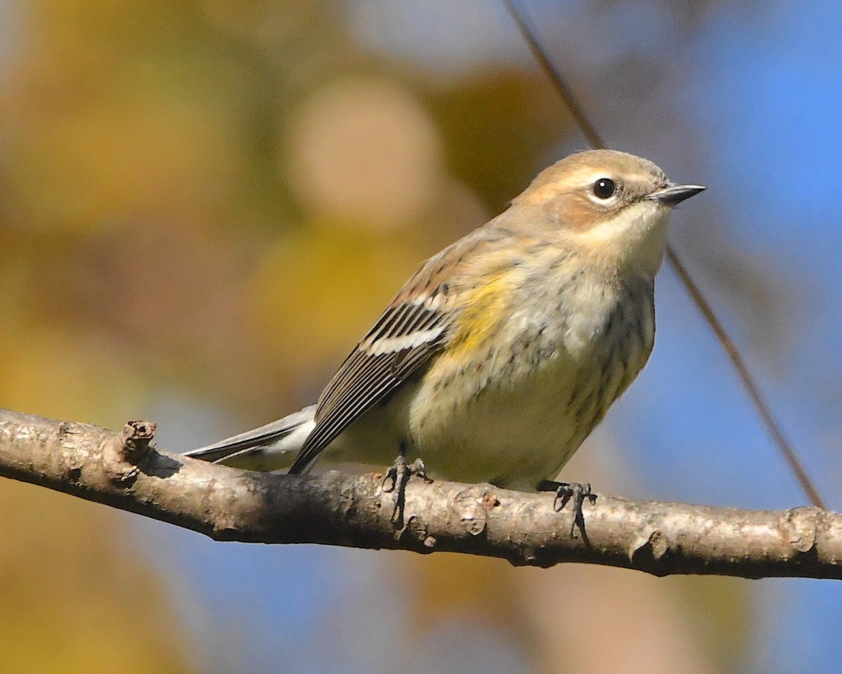 Yellow-rumped Warbler (Myrtle) - ML384812211