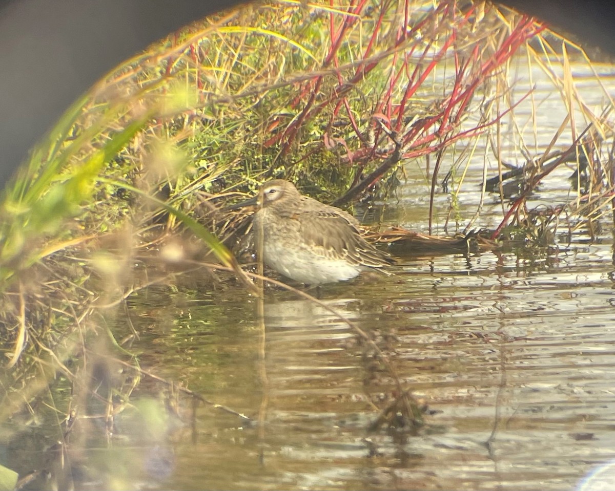 Dunlin - ML384812701