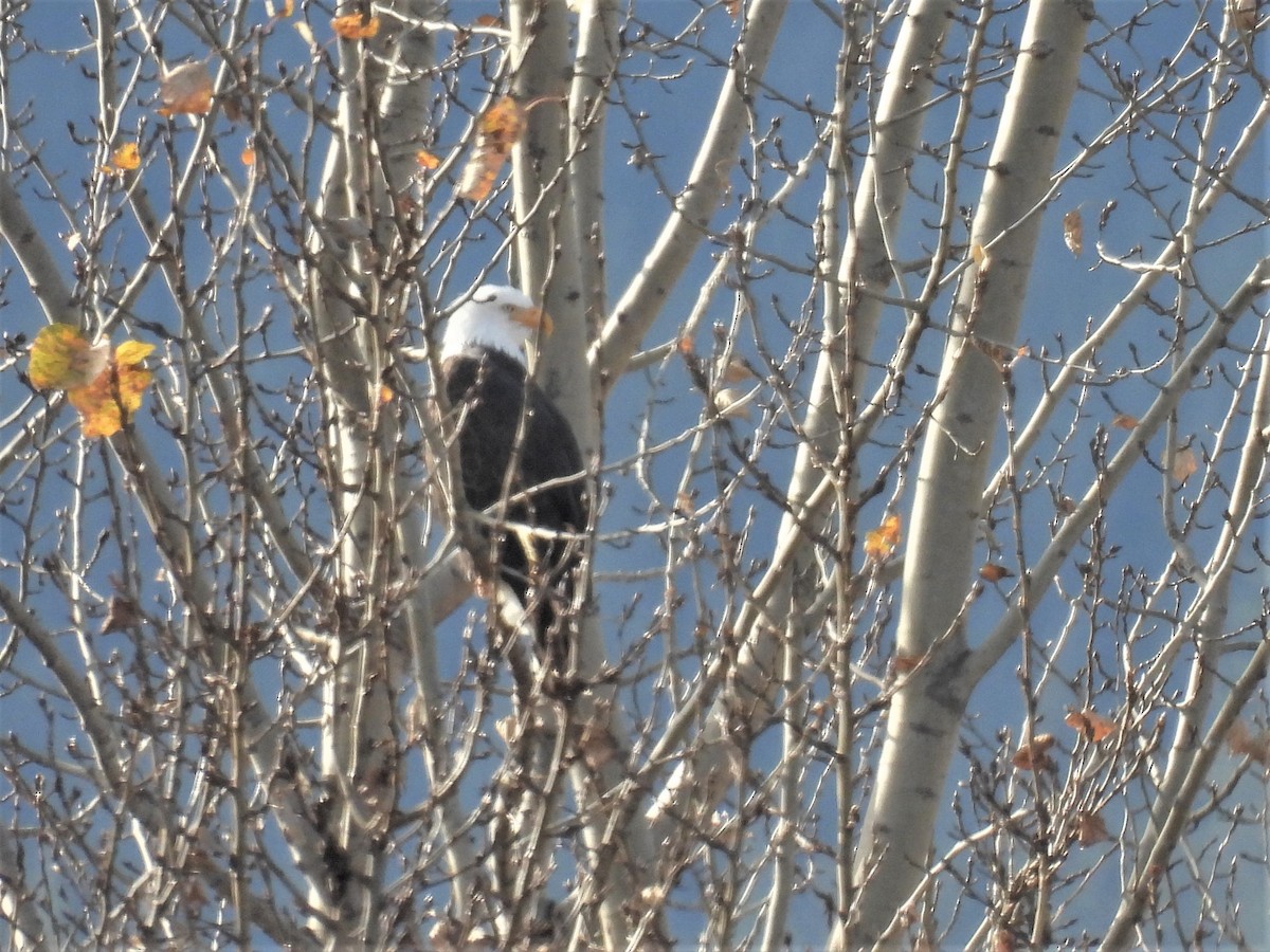 Bald Eagle - ML384812871