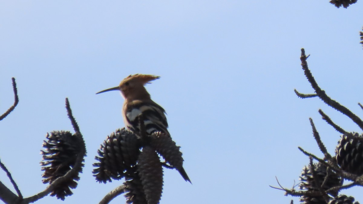 Eurasian Hoopoe - Ronald Breteler