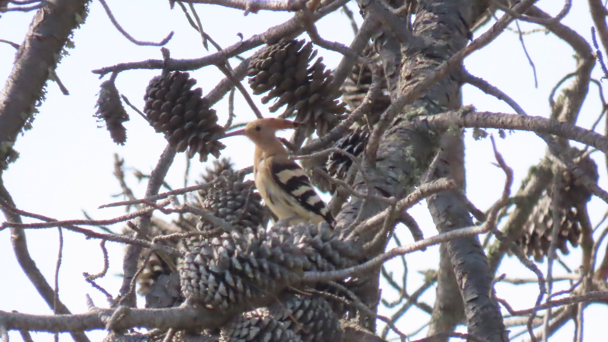 Eurasian Hoopoe - ML384814421