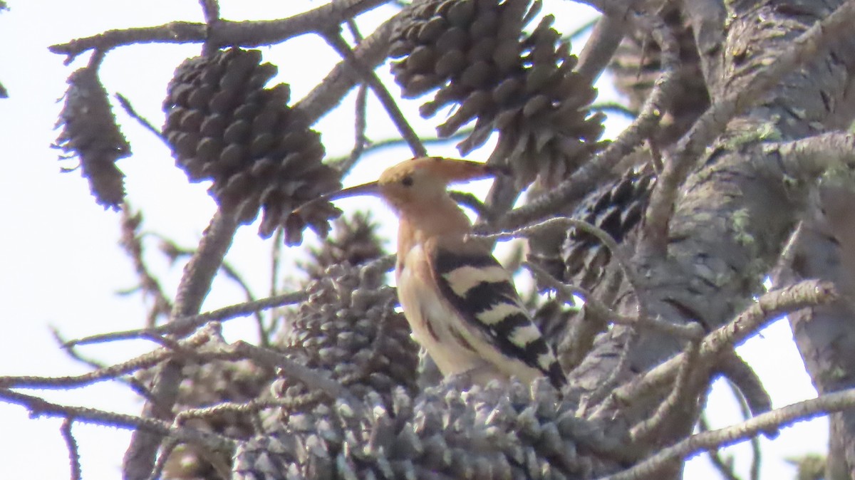 Eurasian Hoopoe - ML384814441