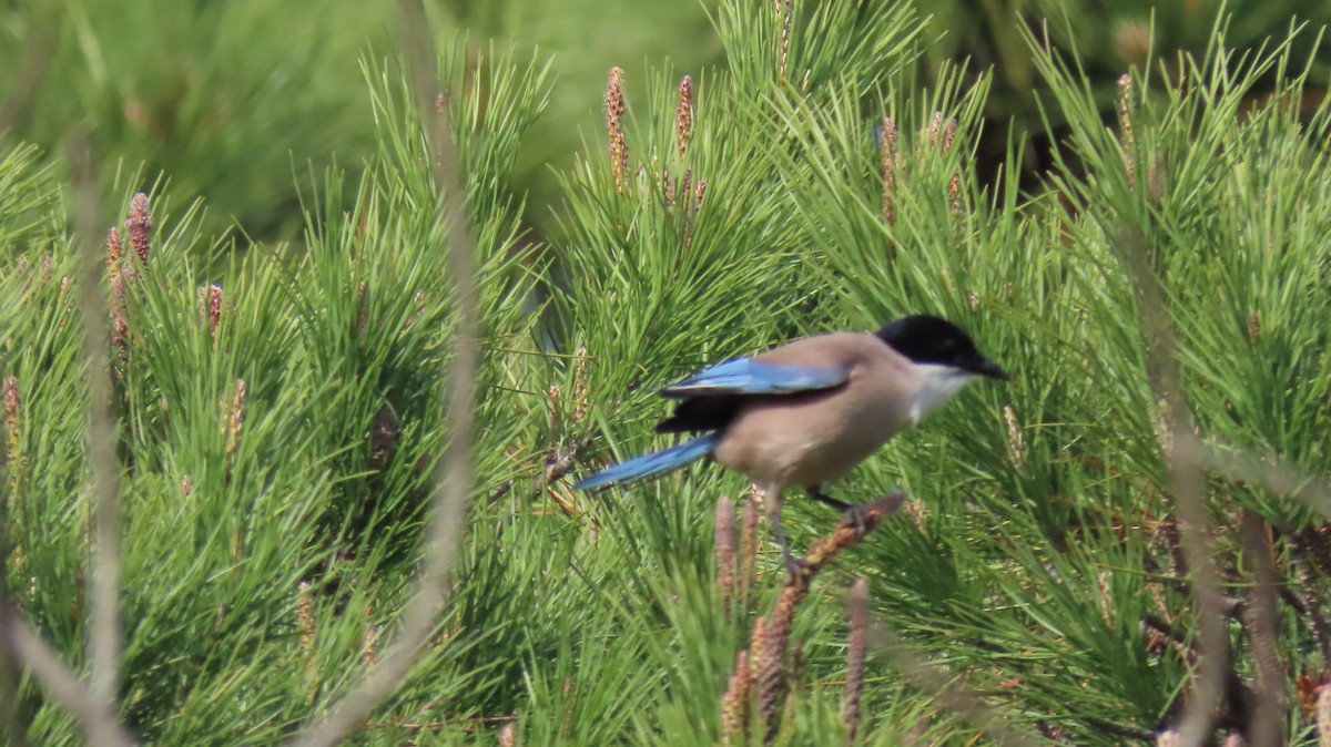 Iberian Magpie - ML384814481