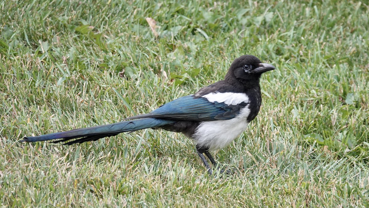 Black-billed Magpie - Quentin Brown