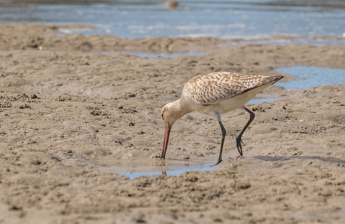 Bar-tailed Godwit - ML384815661