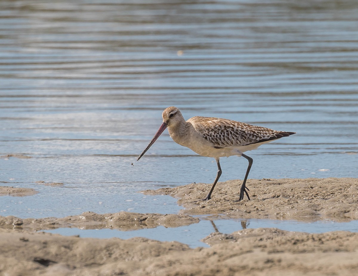 Bar-tailed Godwit - ML384815671