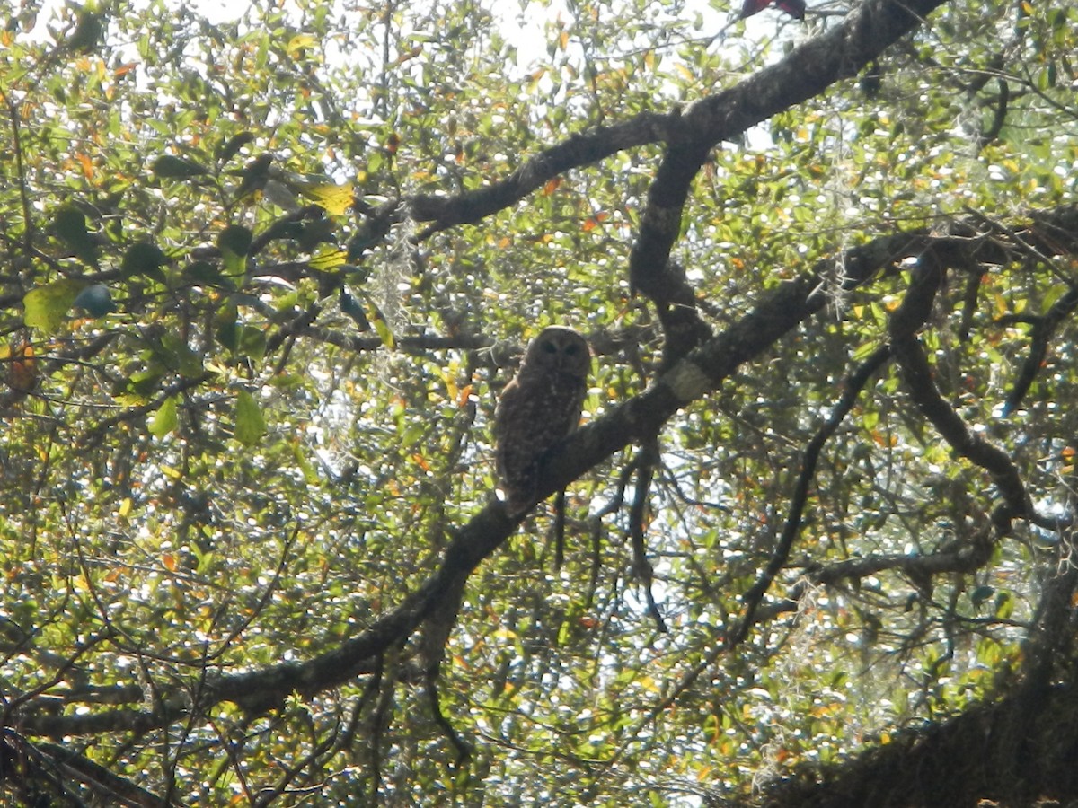 Barred Owl - ML38481671