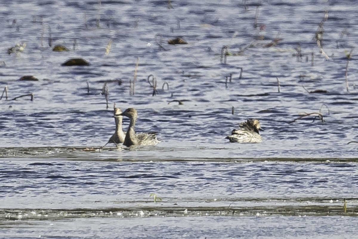 Northern Pintail - Stan Deutsch