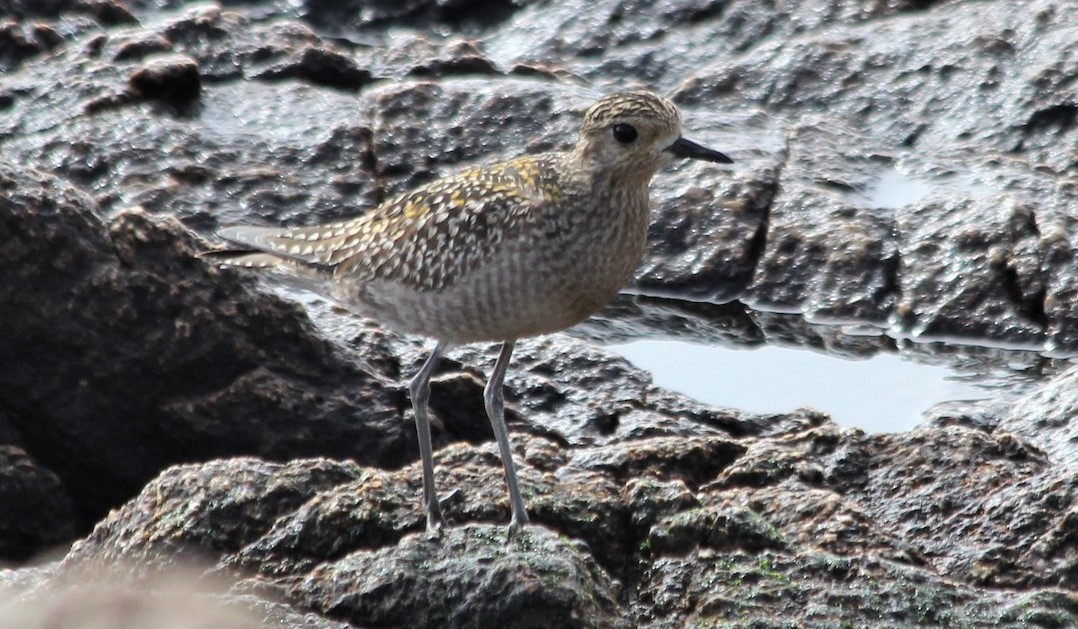 Pacific Golden-Plover - Farallon Island