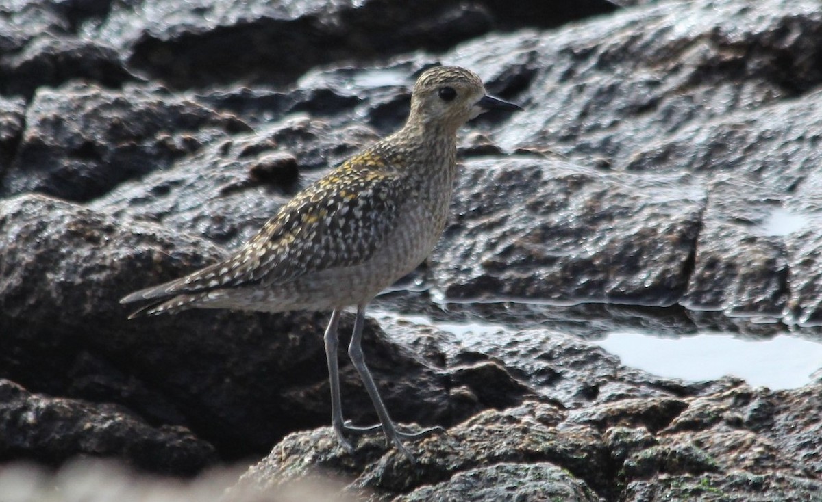 Chorlito Dorado Siberiano - ML384817731