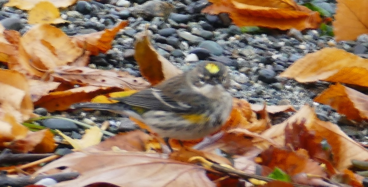 Yellow-rumped Warbler (Myrtle) - ML384818001