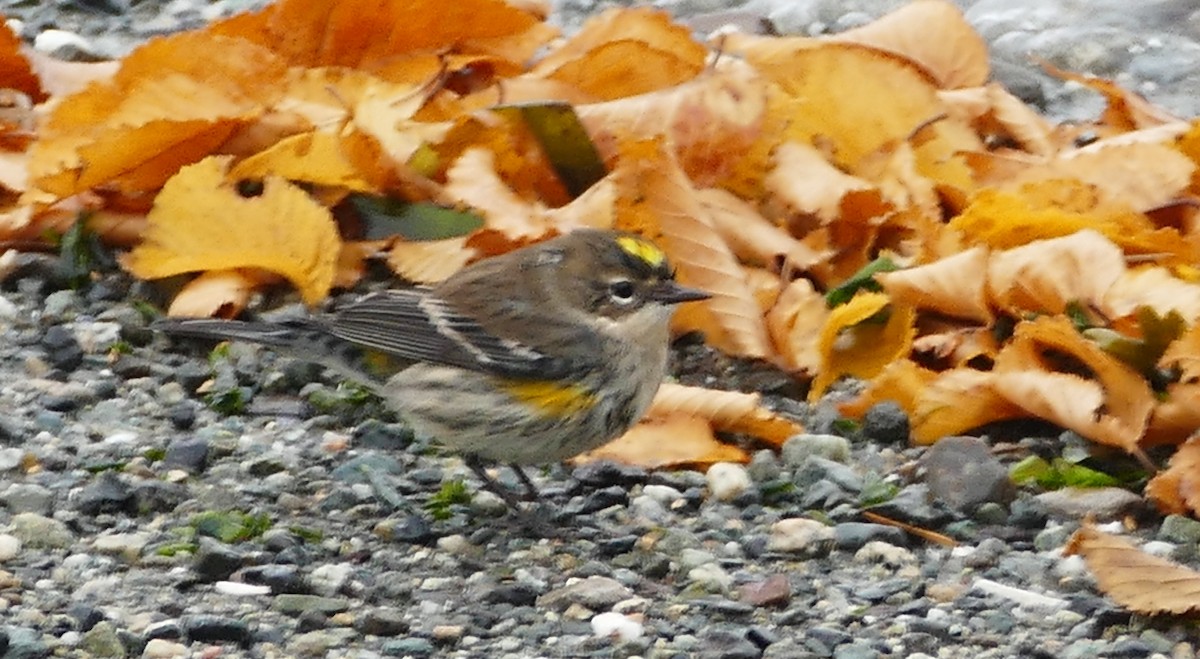 Yellow-rumped Warbler (Myrtle) - ML384818011