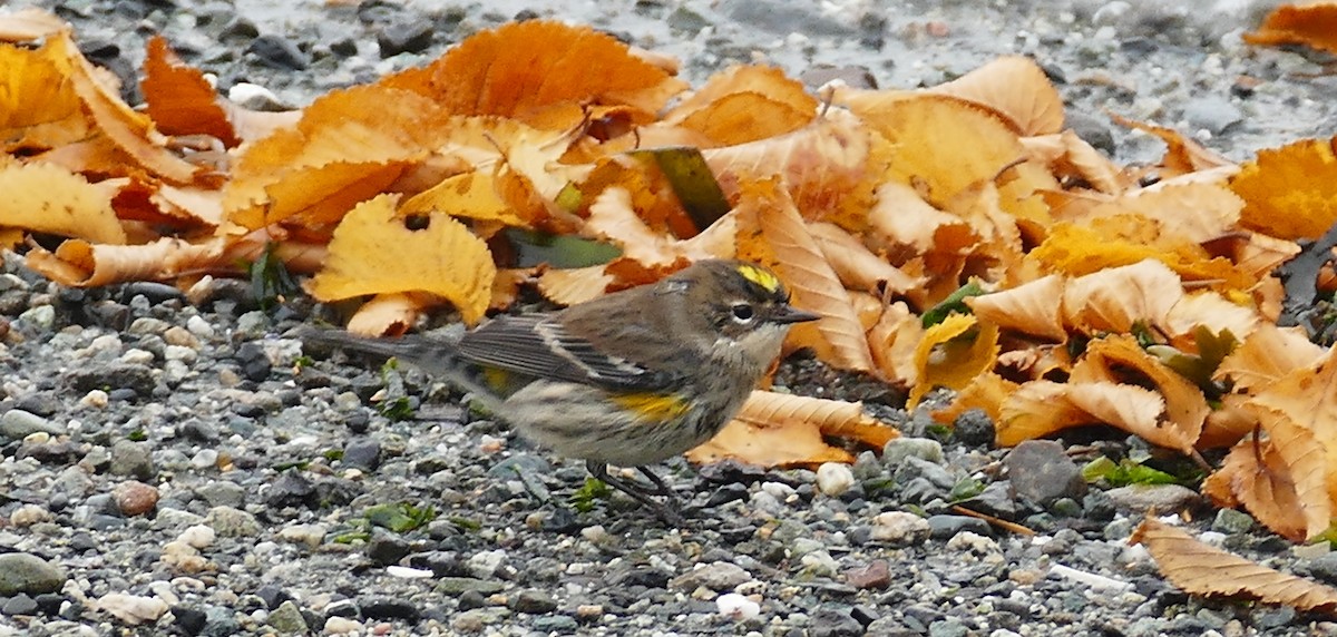 Yellow-rumped Warbler (Myrtle) - ML384818021