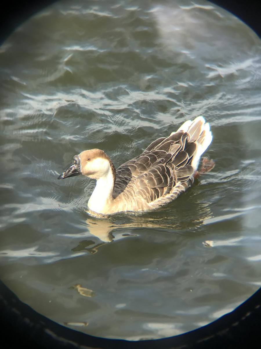 Oca cigno (domestica) - ML384819371