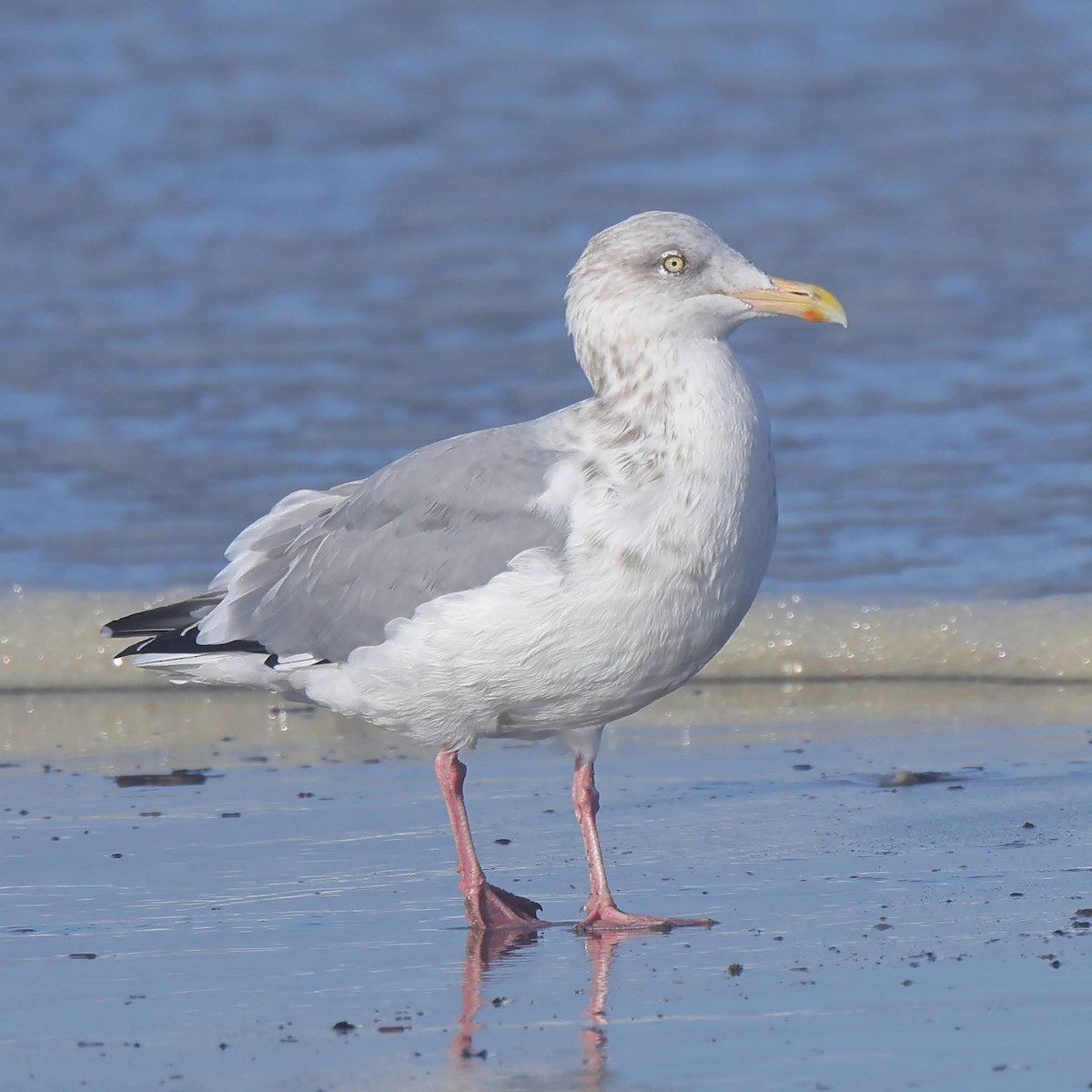 Herring Gull - Keith Leland